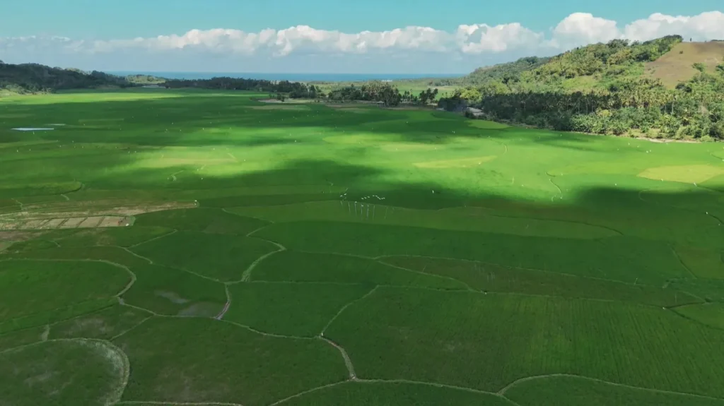 Green farmland beneath a cloudy sky at Wanokaka, Wanokaka, West Sumba